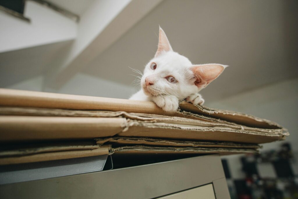 pexels-photo-1112620-1112620 Charming white kitten resting on cardboard, showcasing curiosity and cuteness indoors.